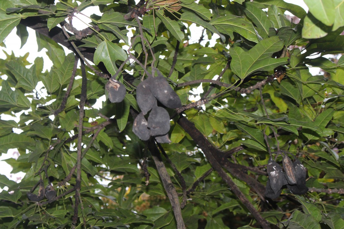 Brachychiton acerifolius (A.Cunn. ex G.Don) F.Muell.